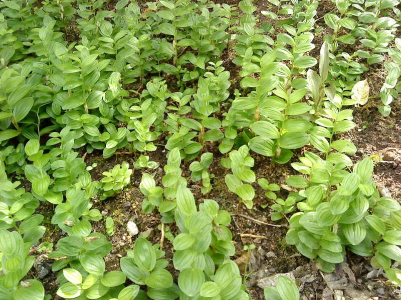 Dwarf Solomon's seal (Polygonatum humile) in flower