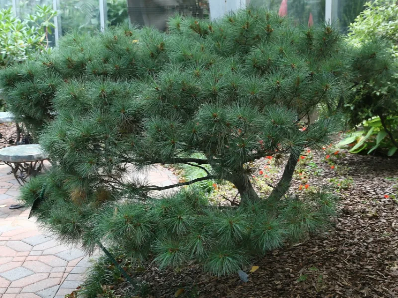 Dwarf white pine (Pinus strobus 'Nana')