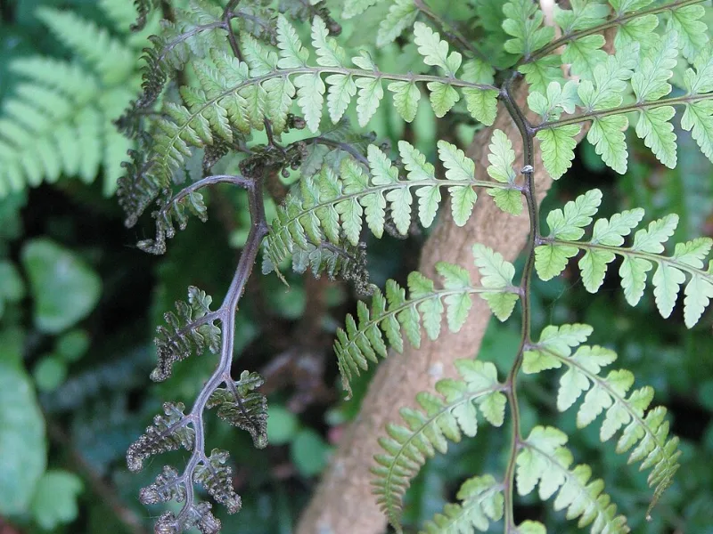 Eared lady fern (Athyrium otophorum)