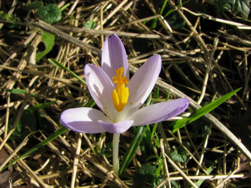 Early crocus (Crocus tommasinianus) in flower
