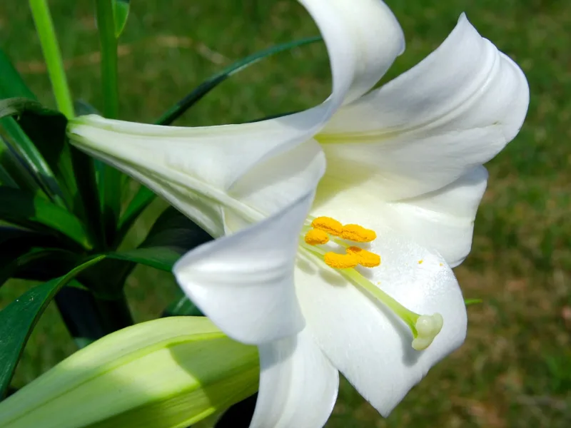 Easter lily (Lilium longiflorum) in flower