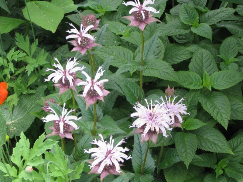 Eastern bee balm (Monarda bradburiana) in flower
