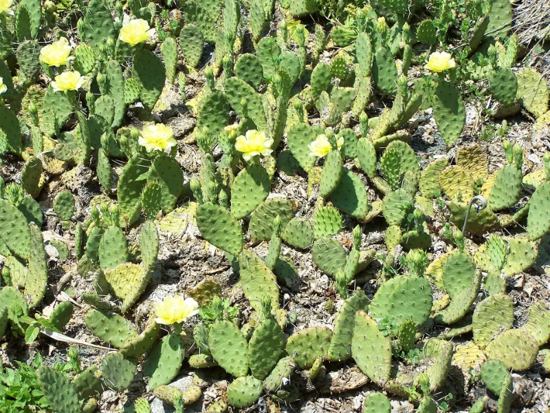 Eastern prickly pear (Opuntia humifusa) in flower