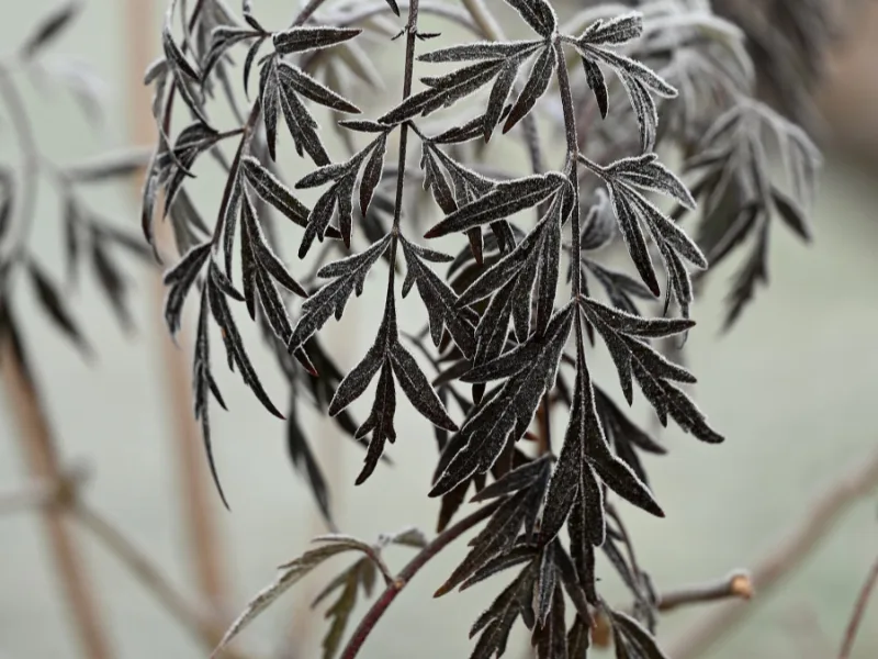 Elderberry 'Black Lace' (Sambucus nigra 'Black Lace') in flower