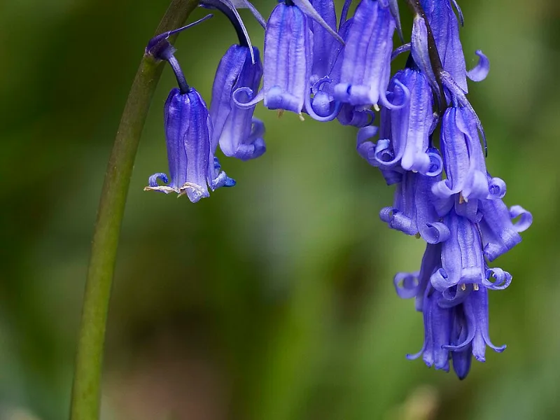 English bluebell (Hyacinthoides non-scripta) in flower