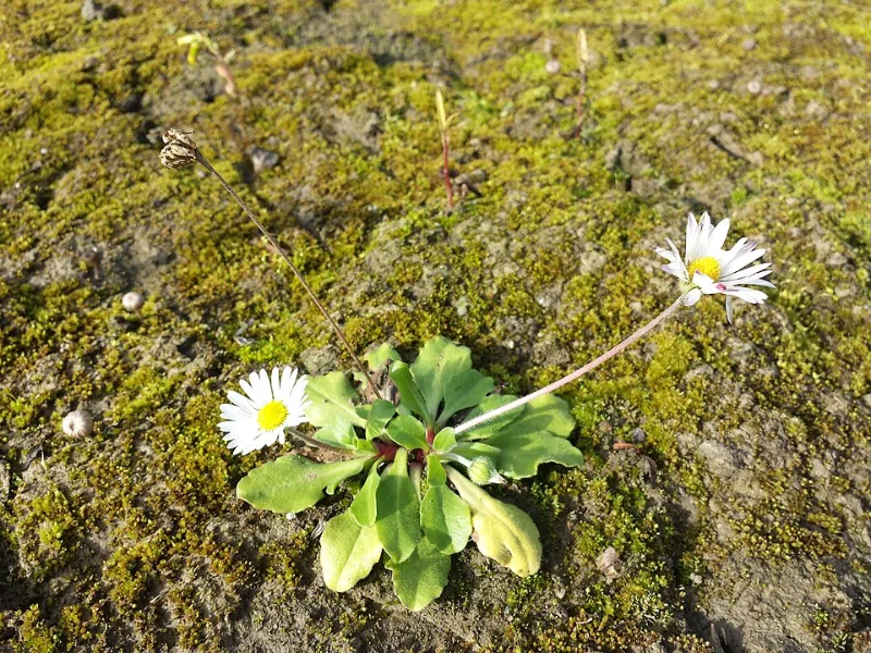 English daisy (Bellis perennis) in flower