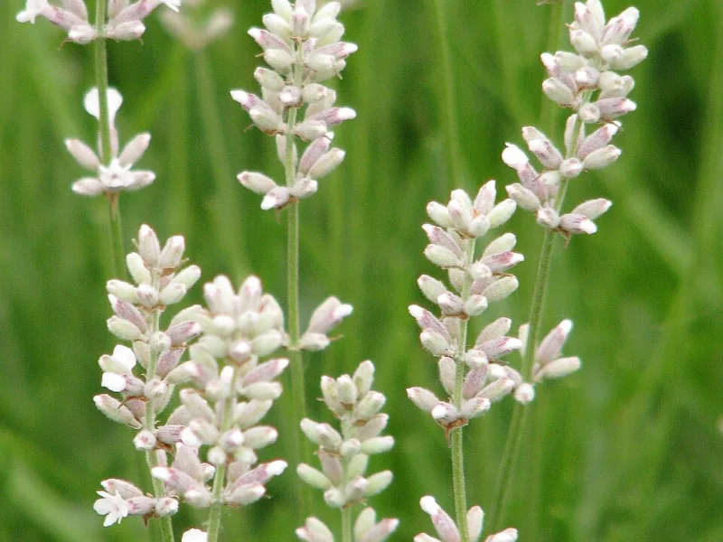 Pink English lavender (Lavandula angustifolia 'Rosea') in flower