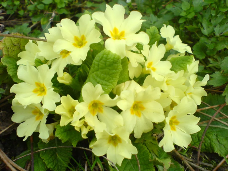 English primrose (Primula vulgaris) in flower