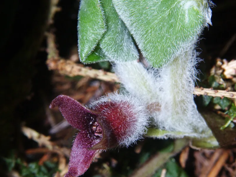 European wild ginger (Asarum europaeum)
