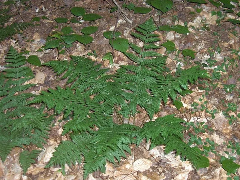 Evergreen wood fern (Dryopteris intermedia)