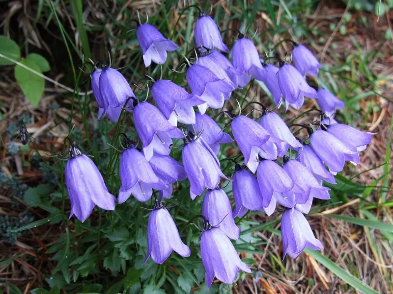 Fairy thimbles (Campanula cochleariifolia) in flower