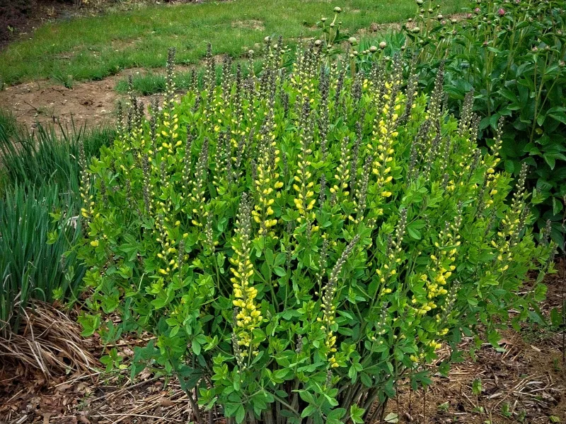 False indigo 'Lemon Meringue' (Baptisia 'Lemon Meringue') in flower