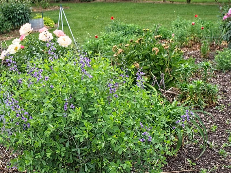False indigo 'Purple Smoke' (Baptisia 'Purple Smoke') in flower