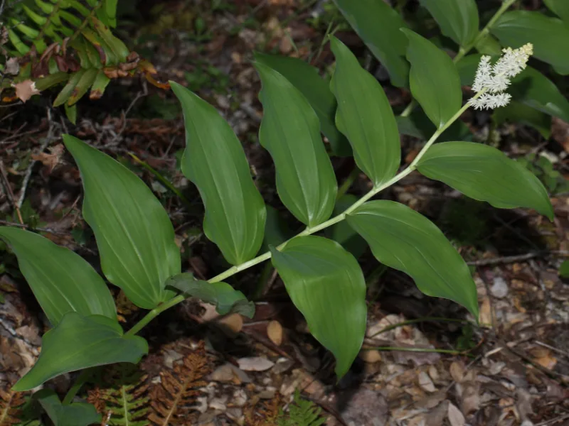 False Solomon's seal (Maianthemum racemosum) in flower