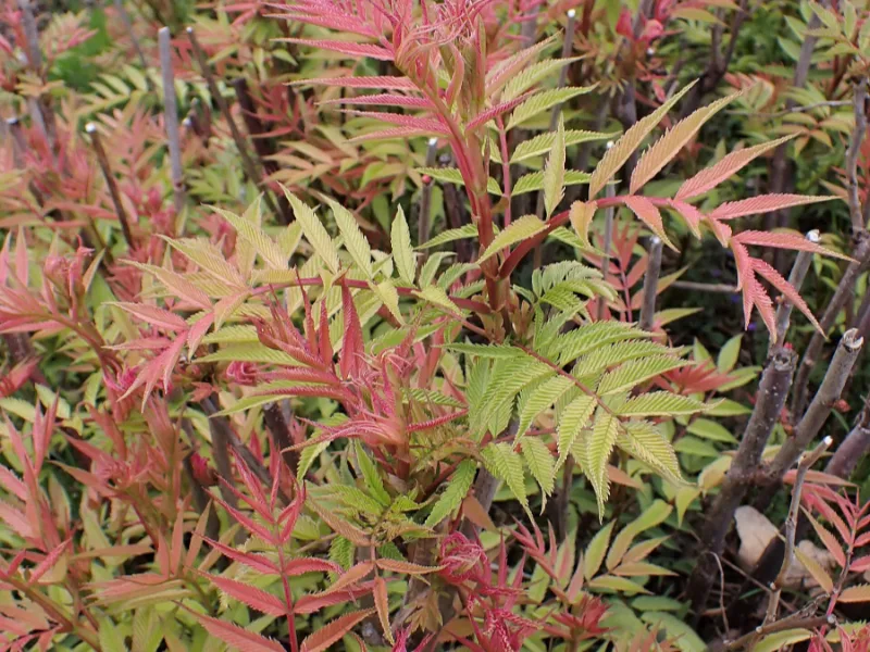 False spirea 'Sem' (Sorbaria sorbifolia 'Sem') in flower