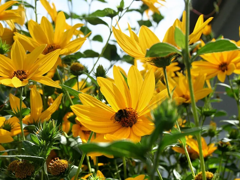 False sunflower 'Summer Nights' (Heliopsis helianthoides var. scabra 'Summer Nights') in flower