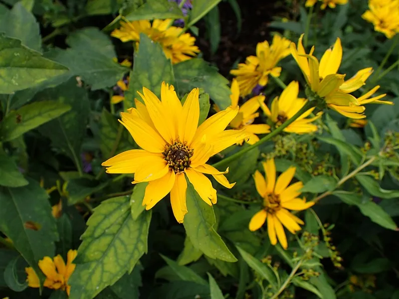 False sunflower 'Summer Sun' (Heliopsis helianthoides var. scabra 'Sommersonne') in flower