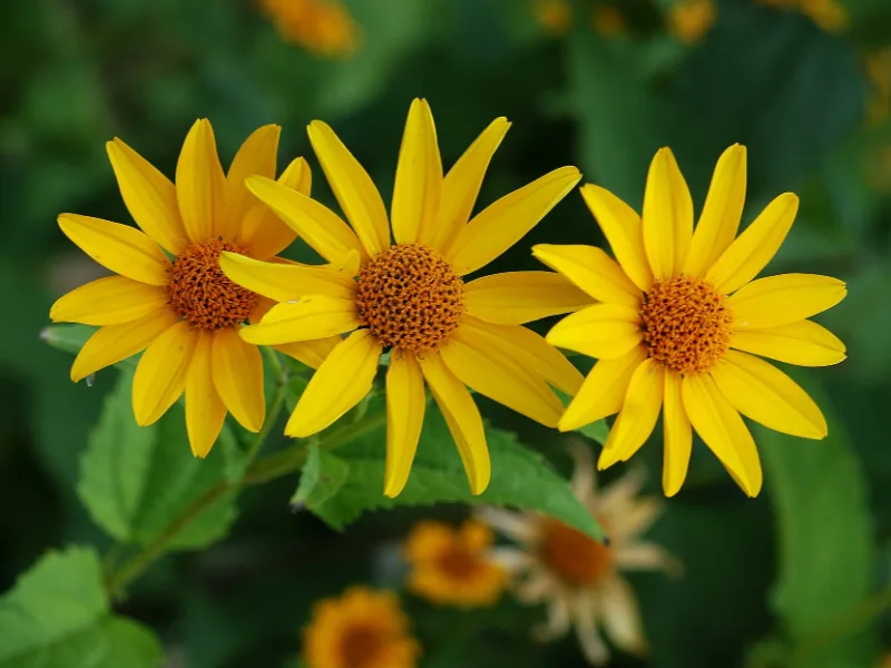 False sunflower (Heliopsis helianthoides) in flower