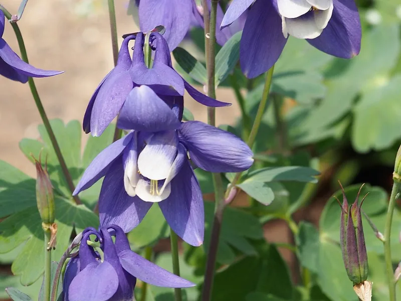 Fan columbine (Aquilegia flabellata) in flower