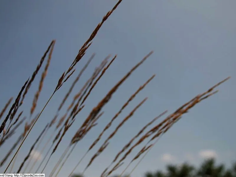 Feather reed grass 'Avalanche' (Calamagrostis x acutiflora 'Avalanche') in flower