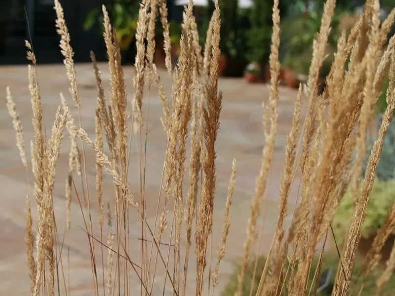 Feather reed grass 'Overdam' (Calamagrostis x acutiflora 'Overdam') in flower