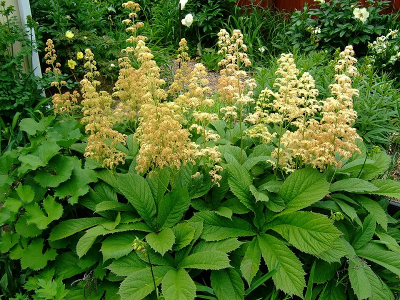 Featherleaf rodgersia (Rodgersia pinnata 'Superba') in flower
