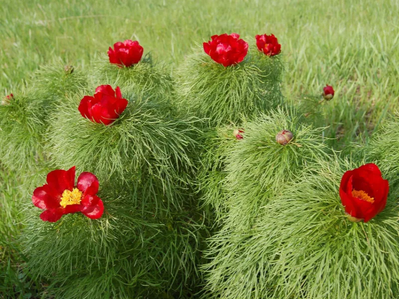 Fernleaf peony (Paeonia tenuifolia) in flower