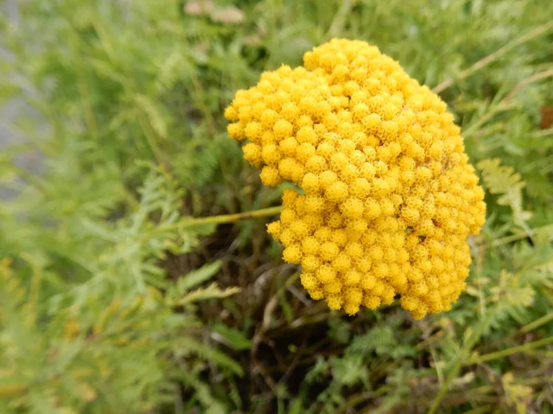 Fernleaf yarrow 'Cloth of Gold' (Achillea filipendulina 'Cloth of Gold') in flower