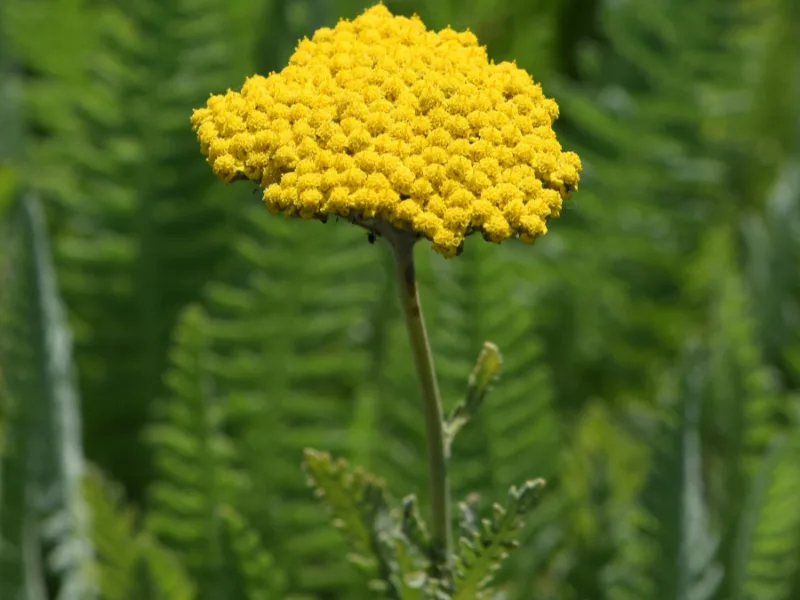 Fernleaf yarrow 'Coronation Gold' (Achillea 'Coronation Gold') in flower