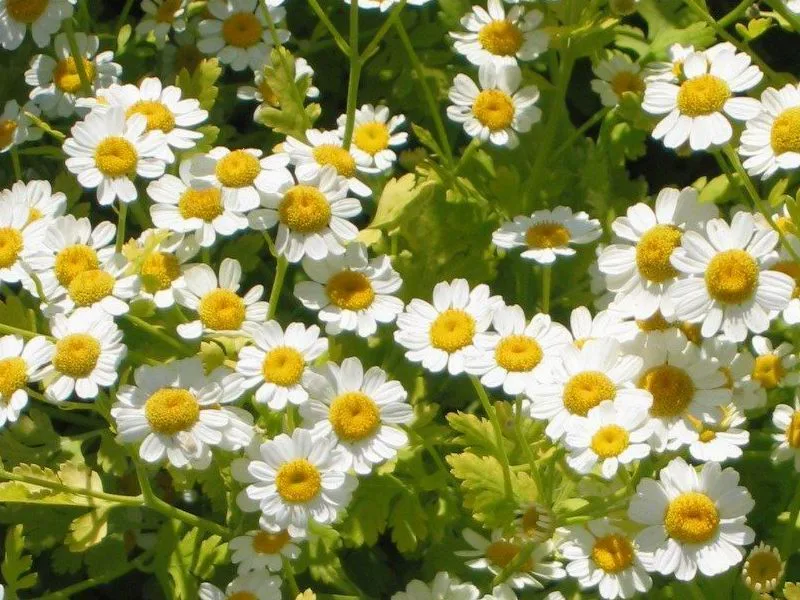 Feverfew (Tanacetum parthenium) in flower