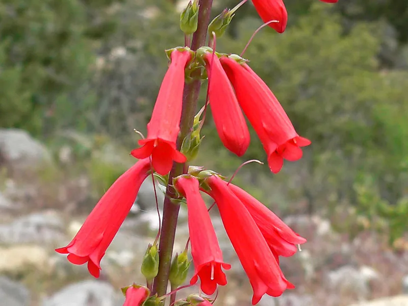 Firecracker penstemon (Penstemon eatonii) in flower