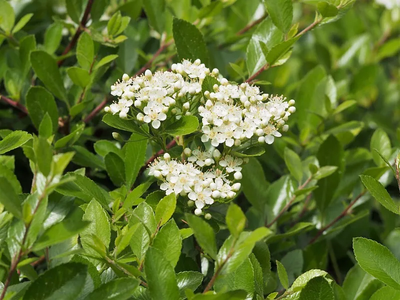 Firethorn 'Mohave' (Pyracantha 'Mohave') in flower