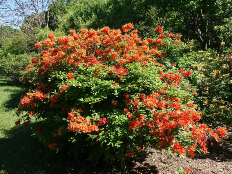 Flame azalea (Rhododendron calendulaceum) in flower