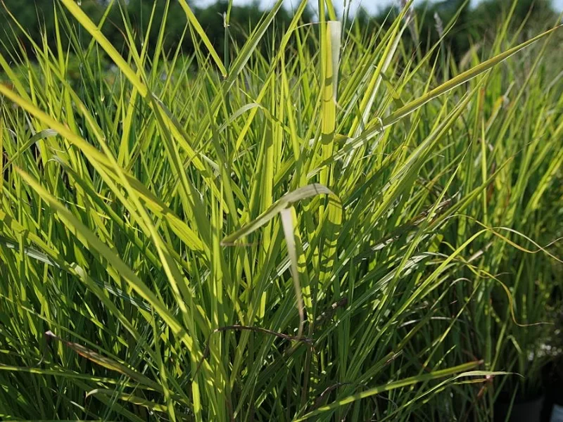 Flame grass (Miscanthus 'Purpurascens') in flower