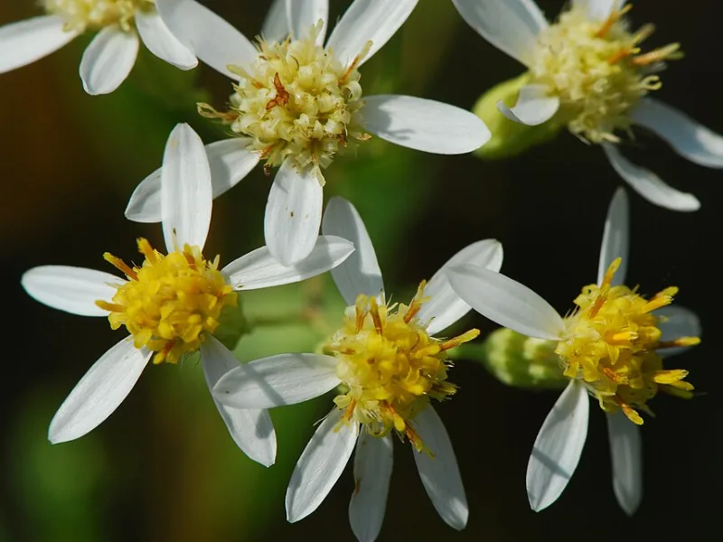 Flat-topped aster (Doellingeria umbellata) in flower