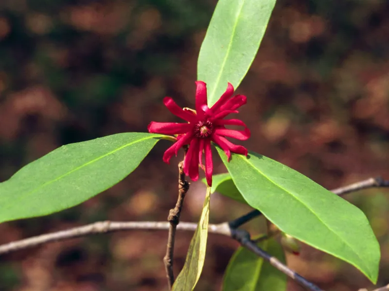 Florida anise (Illicium floridanum) in flower