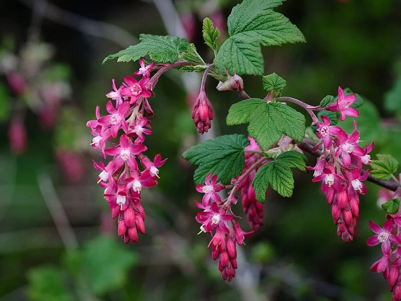 Flowering currant (Ribes sanguineum) in flower