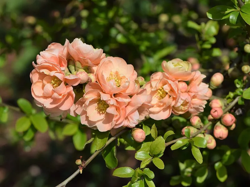 Flowering quince 'Cameo' (Chaenomeles x superba 'Cameo') in flower