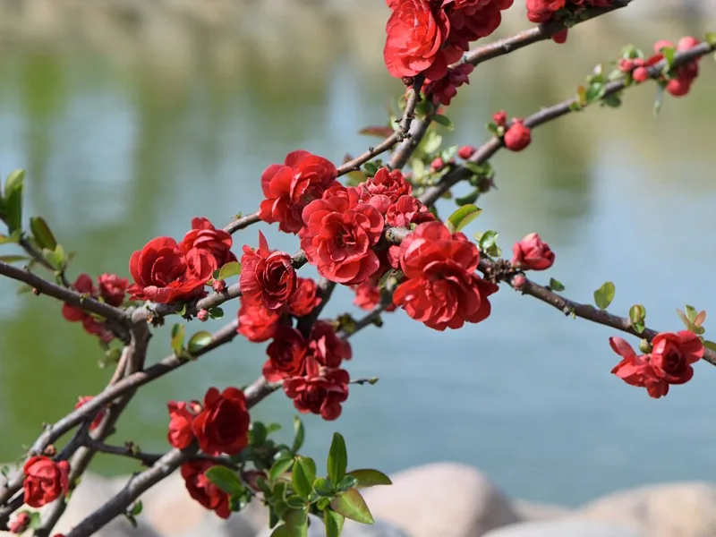 Flowering quince 'Double Take Scarlet' (Chaenomeles speciosa 'Scarlet Storm' (Double Take Scarlet)) in flower