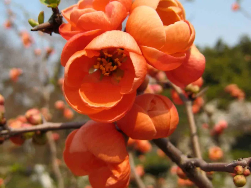 Flowering quince (Chaenomeles speciosa) in flower