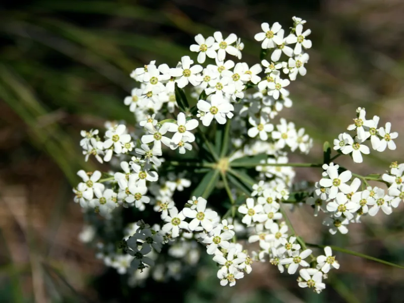 Flowering spurge (Euphorbia corollata) in flower