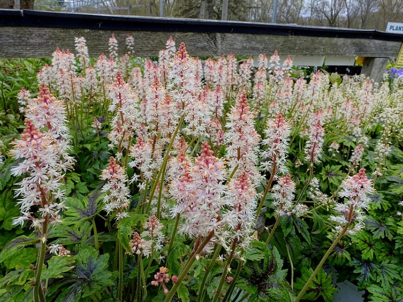 Foamflower 'Sugar and Spice' (Tiarella 'Sugar and Spice') in flower
