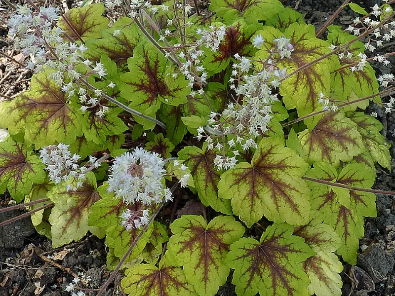 Foamy bells 'Stoplight' (x Heucherella 'Stoplight')