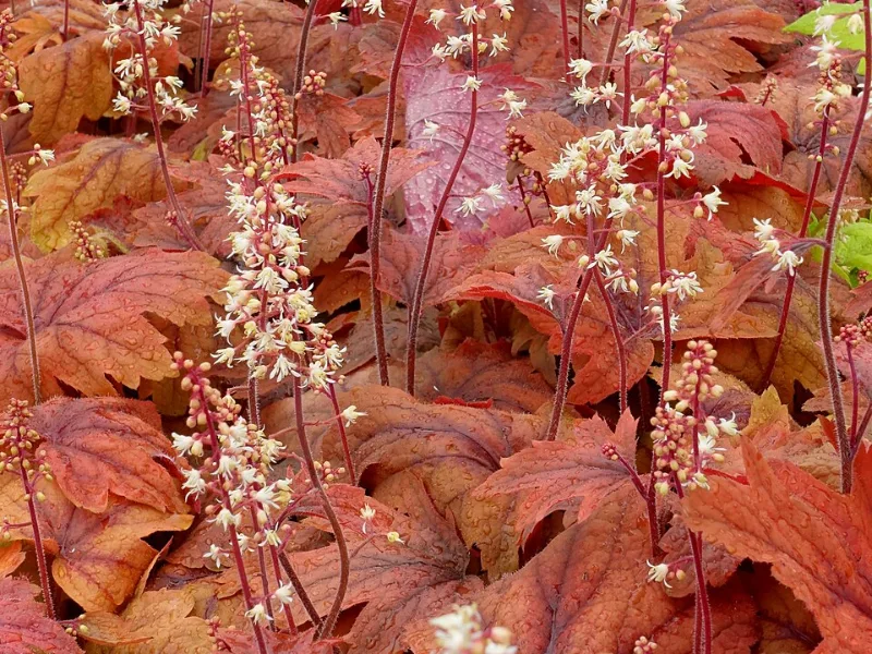 Foamy bells 'Sweet Tea' (x Heucherella 'Sweet Tea')