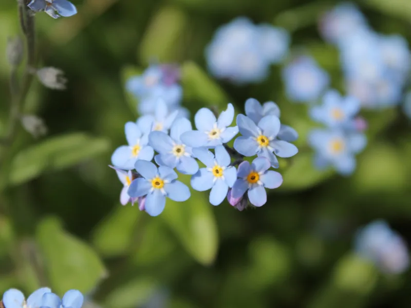 Forget-me-not (Myosotis sylvatica) in flower
