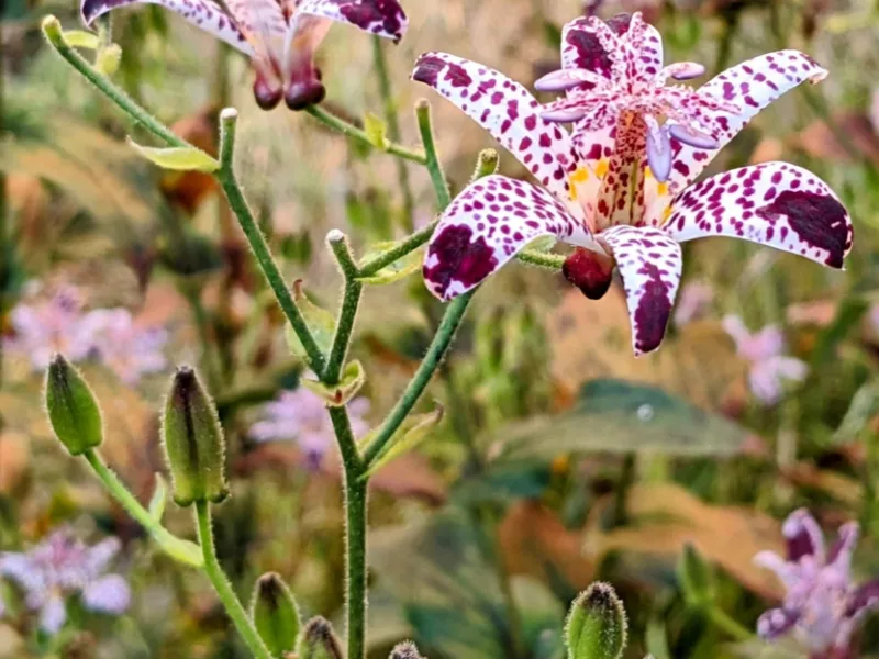 Formosa toad lily (Tricyrtis formosana) in flower