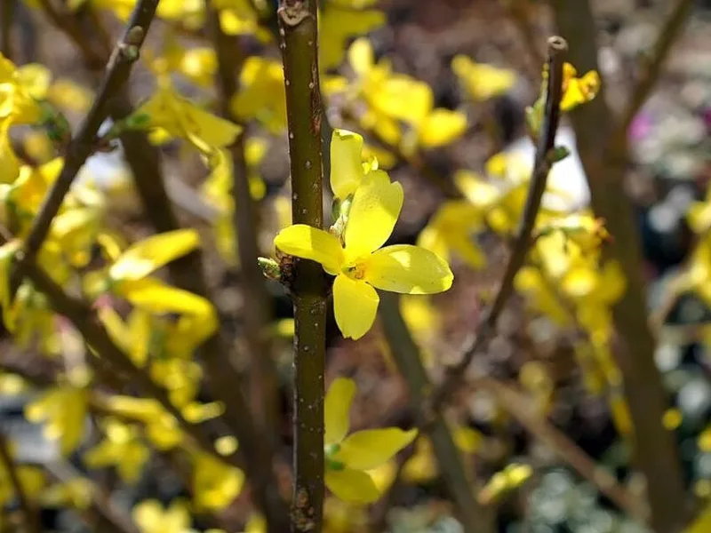 Forsythia 'Lynwood' (Forsythia x intermedia 'Lynwood') in flower