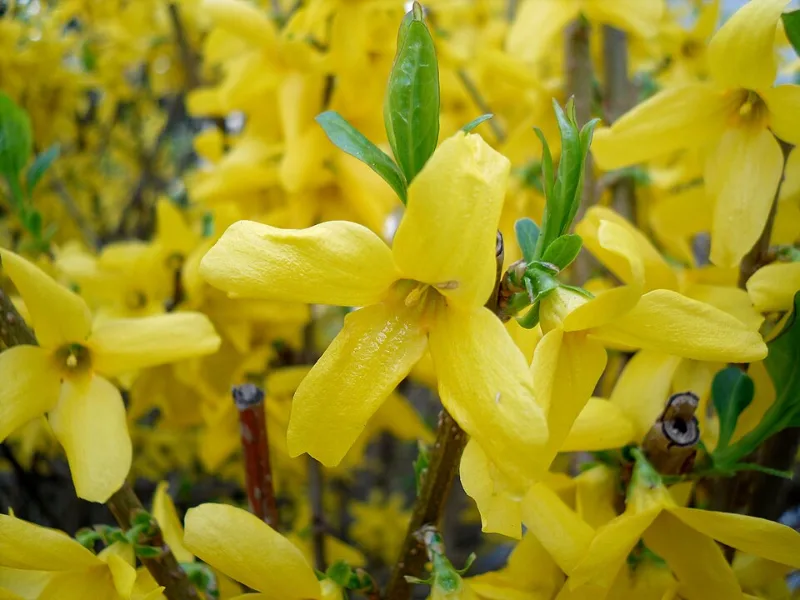 Forsythia 'Northern Gold' (Forsythia 'Northern Gold') in flower