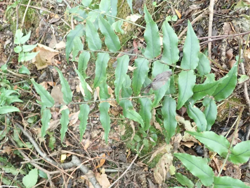 Fortune's holly fern (Cyrtomium fortunei)