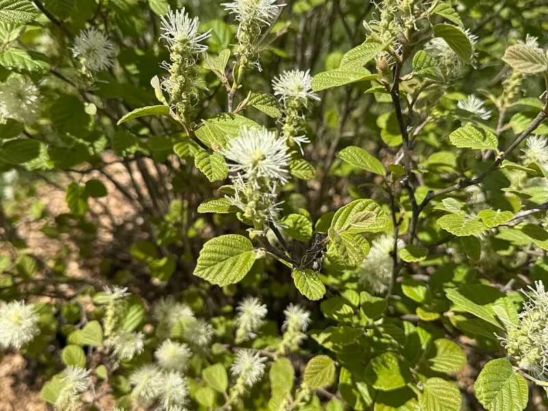 Fothergilla 'Blue Shadow' (Fothergilla x intermedia 'Blue Shadow') in flower